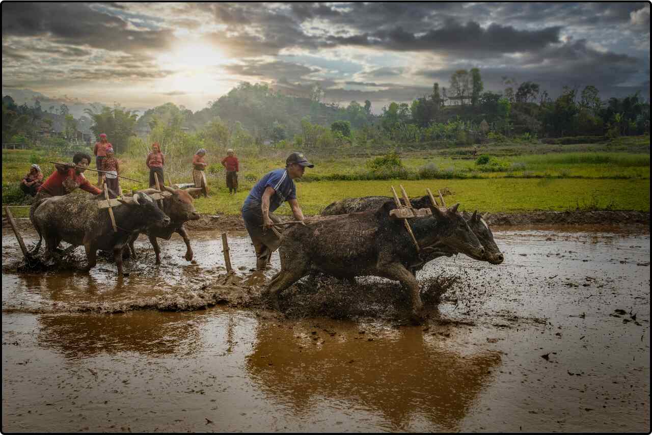 Farmers guiding cows through a muddy field on a cloudy day, preparing the soil for planting.